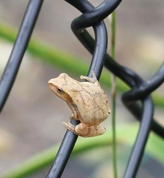 Spring Peeper